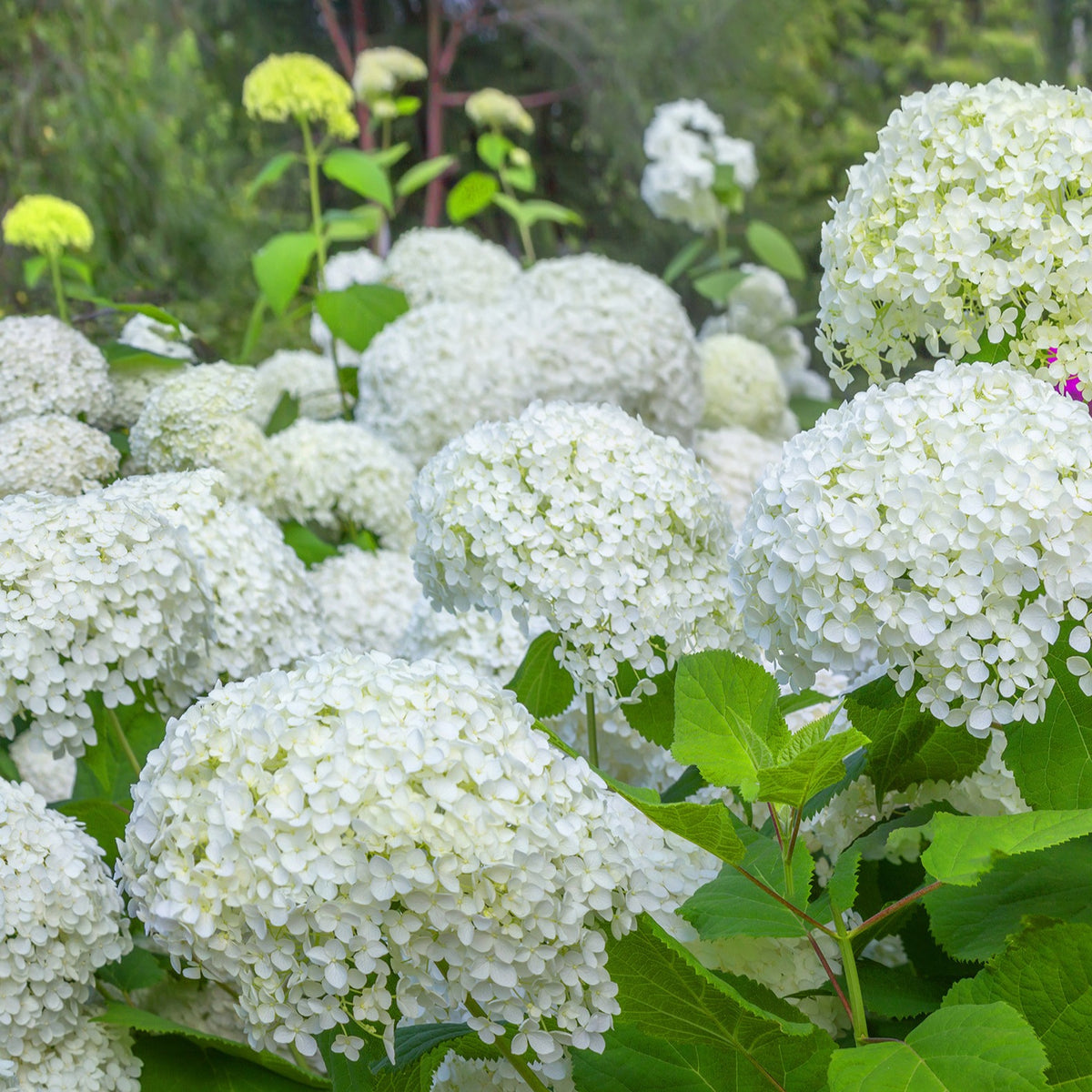 Hortensia 'Annabelle' - Arbustes à fleurs