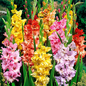 25 Glaïeuls frisés en mélange - Gladiolus - Willemse