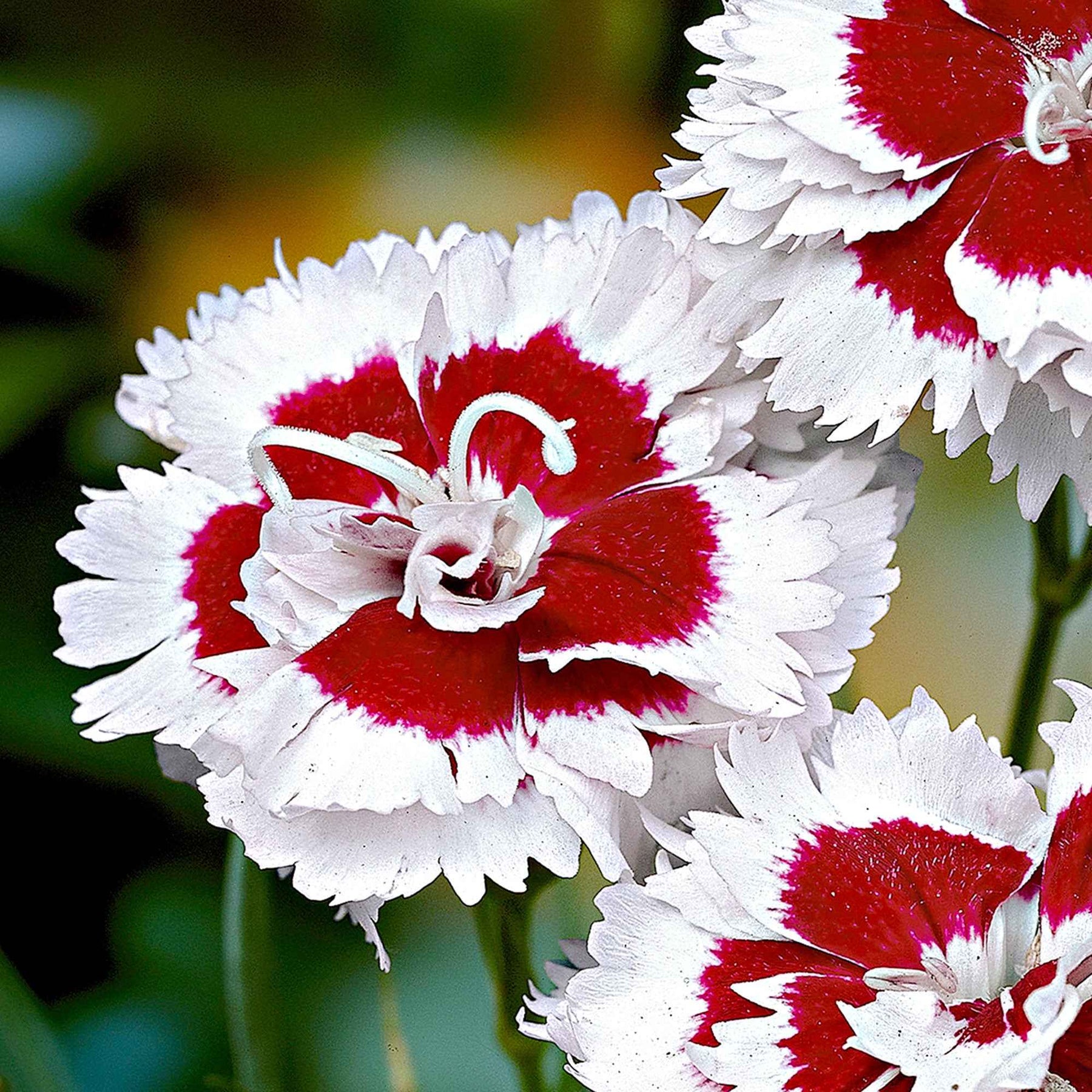 3 Œillets mignardise Alice - Dianthus allwoodii  'alice' - Plantes vivaces