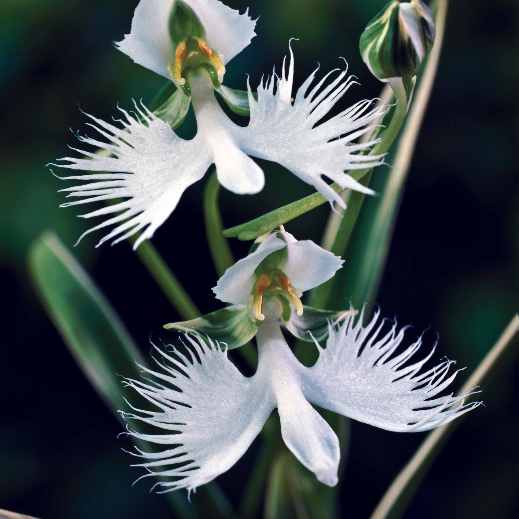 2 Orchidées Colombe - Habenaria radiata - Bulbes à fleurs