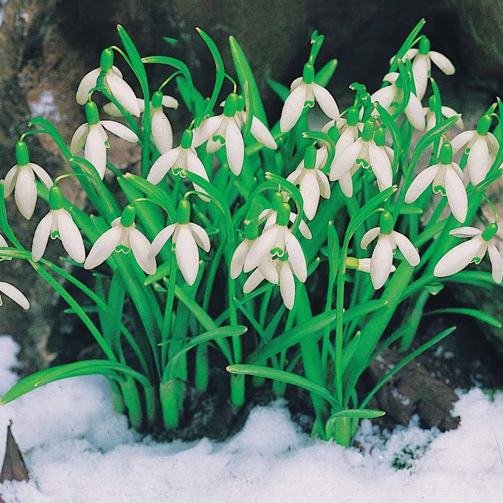 Perce-neige simples - Galanthus nivalis - Plantes