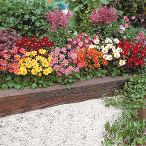 Dahlia - 5 Dahlia miniature Topmix en mélange - Dahlias topmix