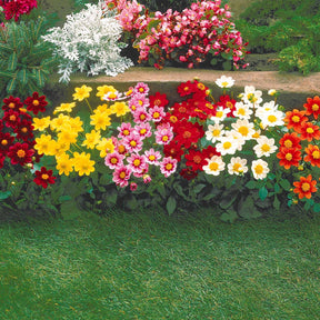 Dahlias topmix - 5 Dahlia miniature Topmix en mélange - Dahlia