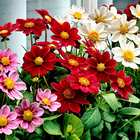 Vente 5 Dahlia miniature Topmix en mélange - Dahlias topmix