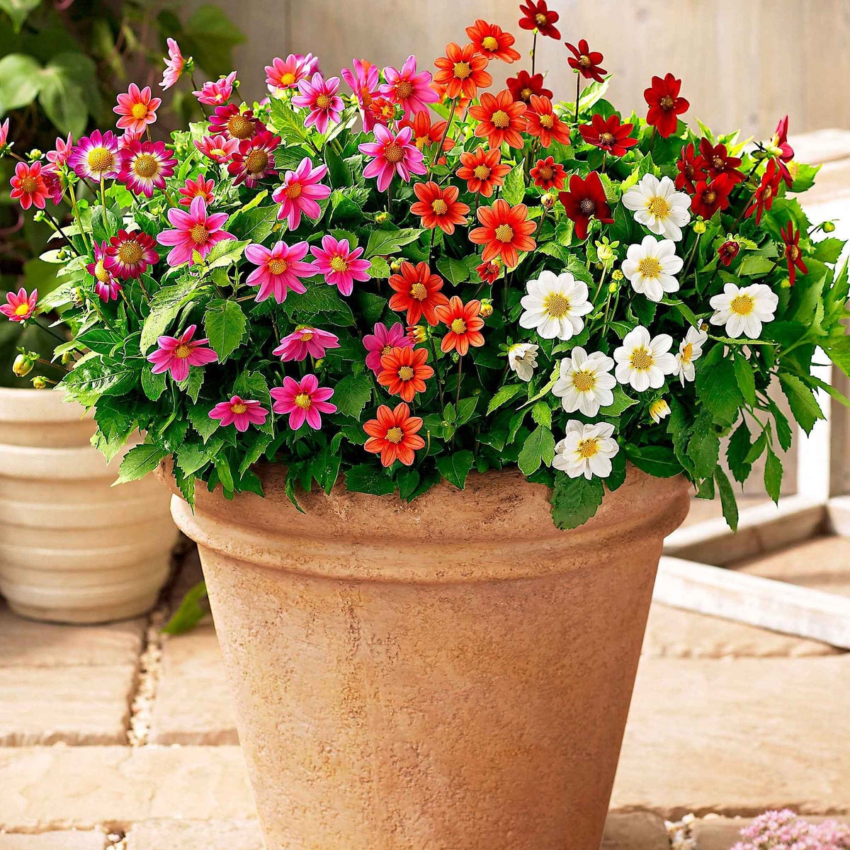 5 Dahlia miniature Topmix en mélange - Willemse