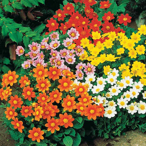 5 Dahlia miniature Topmix en mélange - Willemse