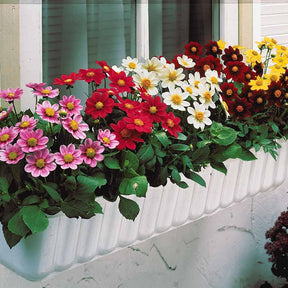 5 Dahlia miniature Topmix en mélange - Dahlias topmix - Willemse