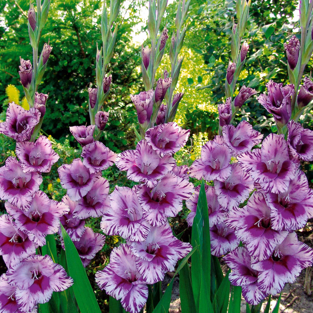Collection de Glaïeuls - Gladiolus 'zizanie', 'stéréo', 'belle de nuit', 'p - Bulbes à fleurs