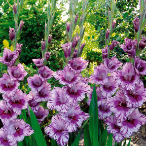 Collection de 50 Glaïeuls - Gladiolus 'zizanie', 'stéréo', 'belle de nuit', 'p