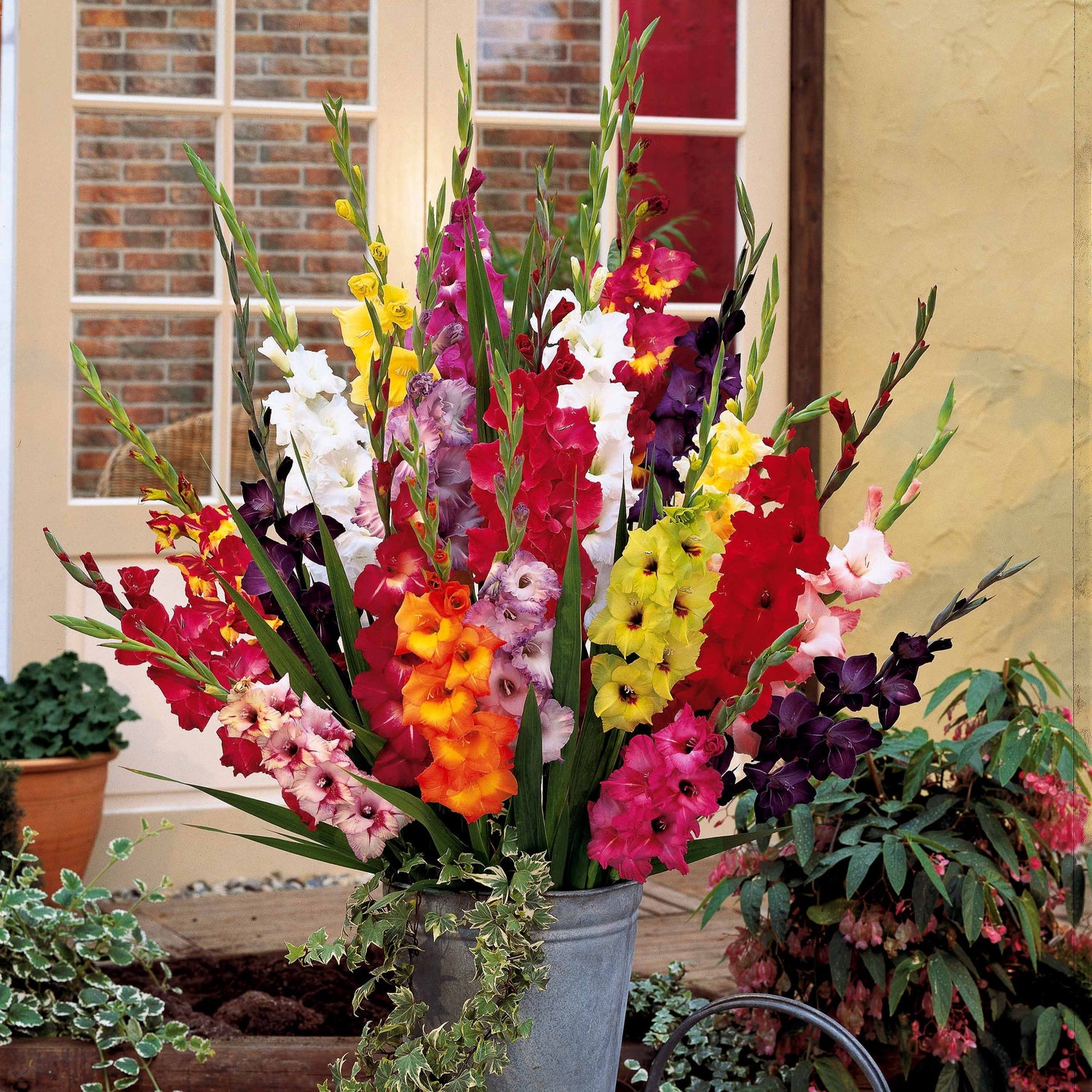 5 Bulbes De Glaïeul Nain (Nanus) - Mélange De Couleurs Variées, Hauteur 40-60 Cm, Floraison été - Idéal Bordures Et Rocailles - 10