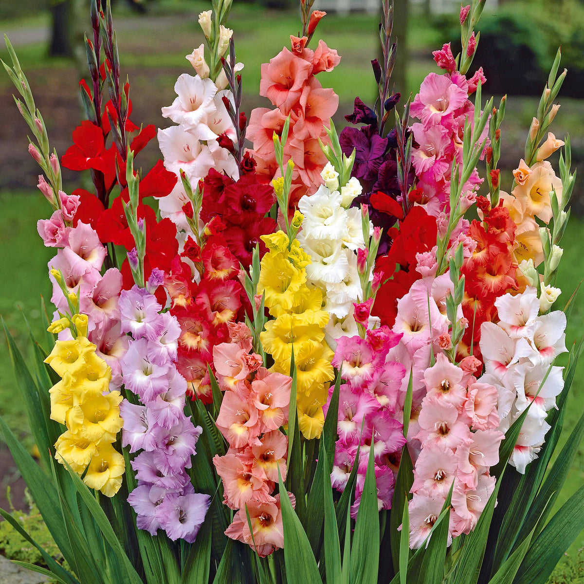 50 Glaïeuls à grandes fleurs en mélange - Gladiolus - Plantes