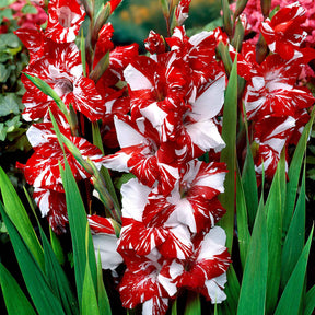 Gladiolus zizanie - 25 Glaïeuls Zizanie - Glaïeul