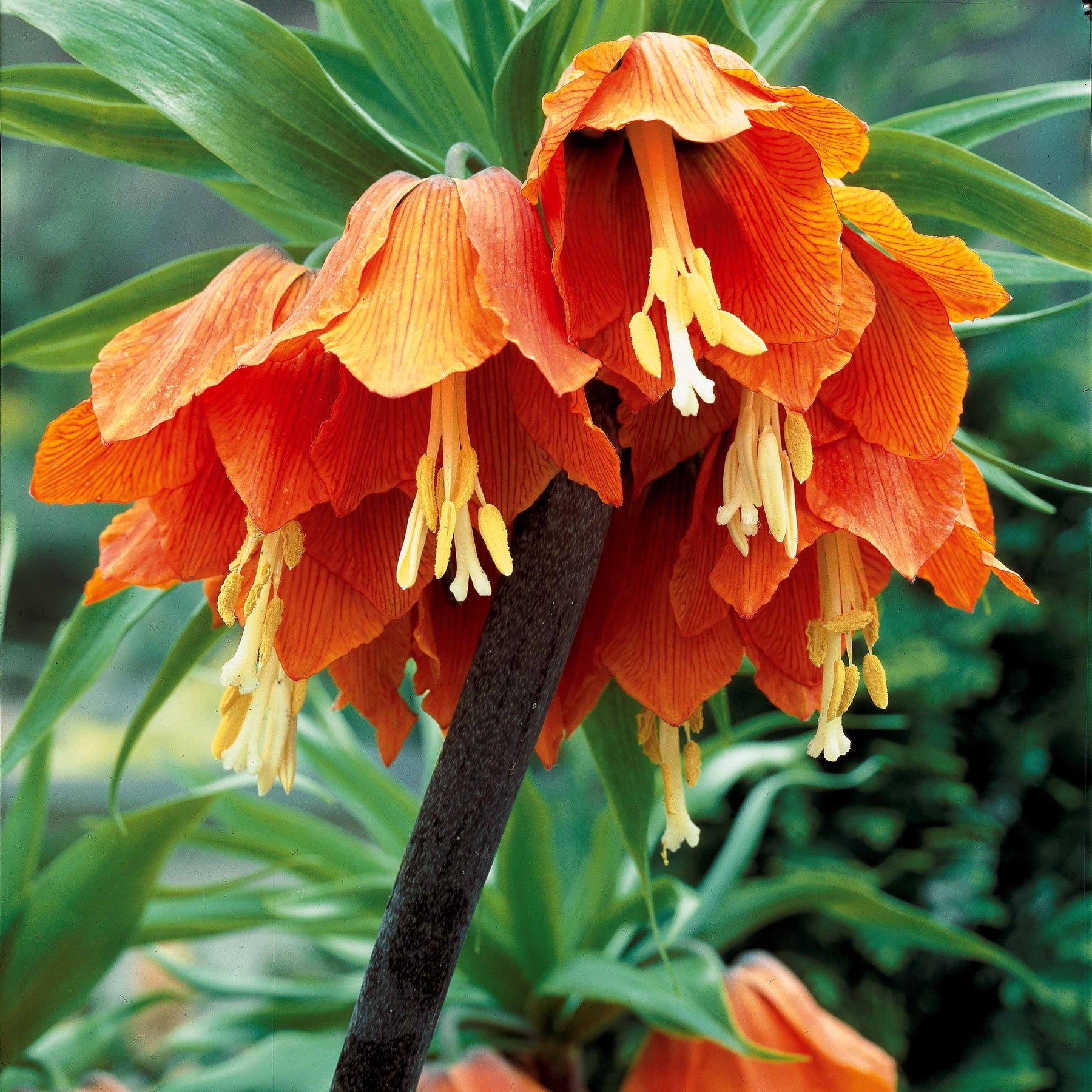 Couronne impériale orange - Fritillaria imperialis - Bulbes à fleurs