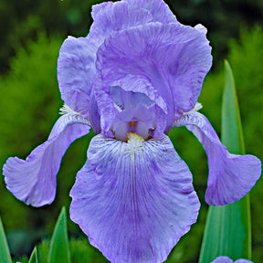 5 Iris des jardins Magic Melange en mélange - Iris germanica