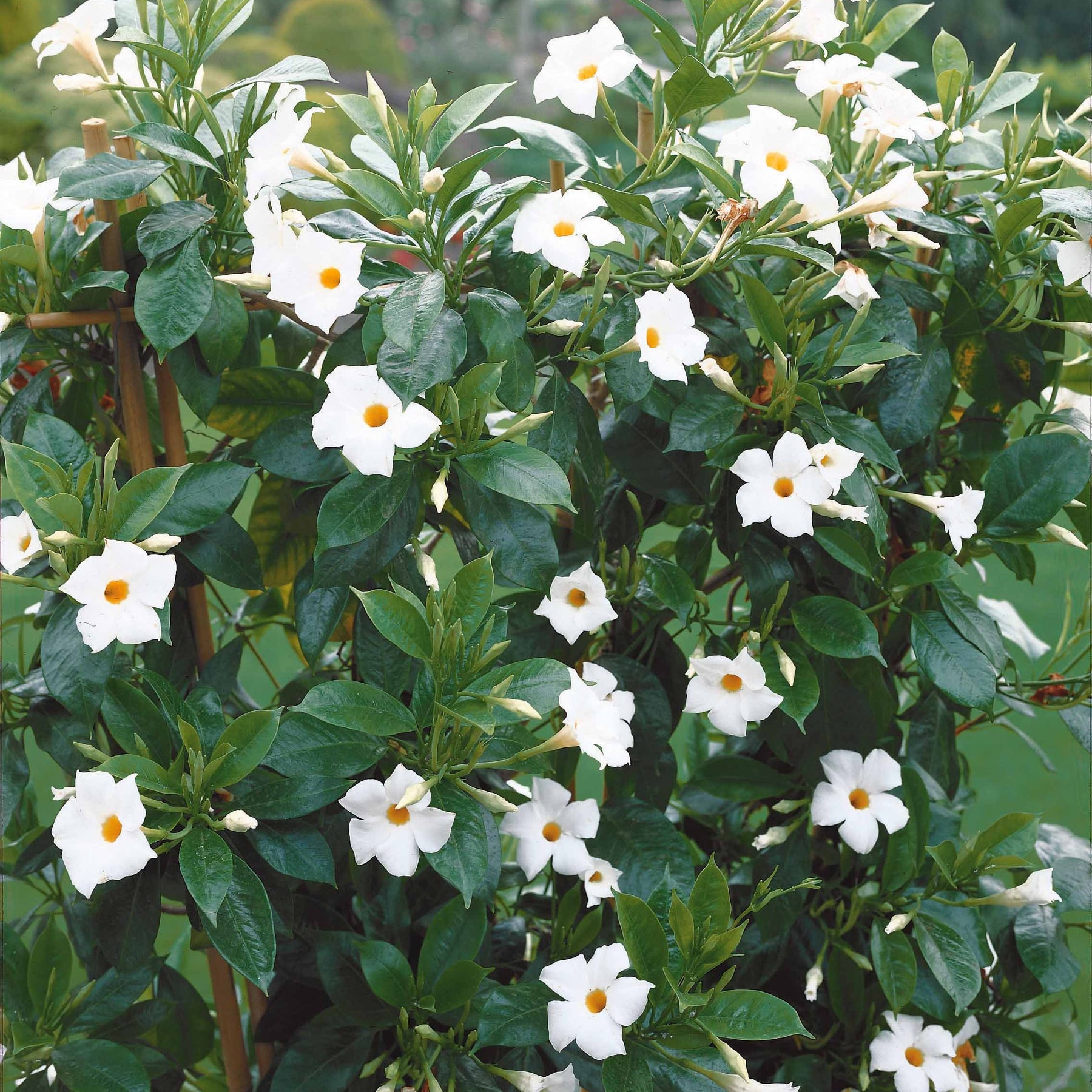 Jasmin du Brésil blanc - Dipladenia - Dipladenia - Plantes