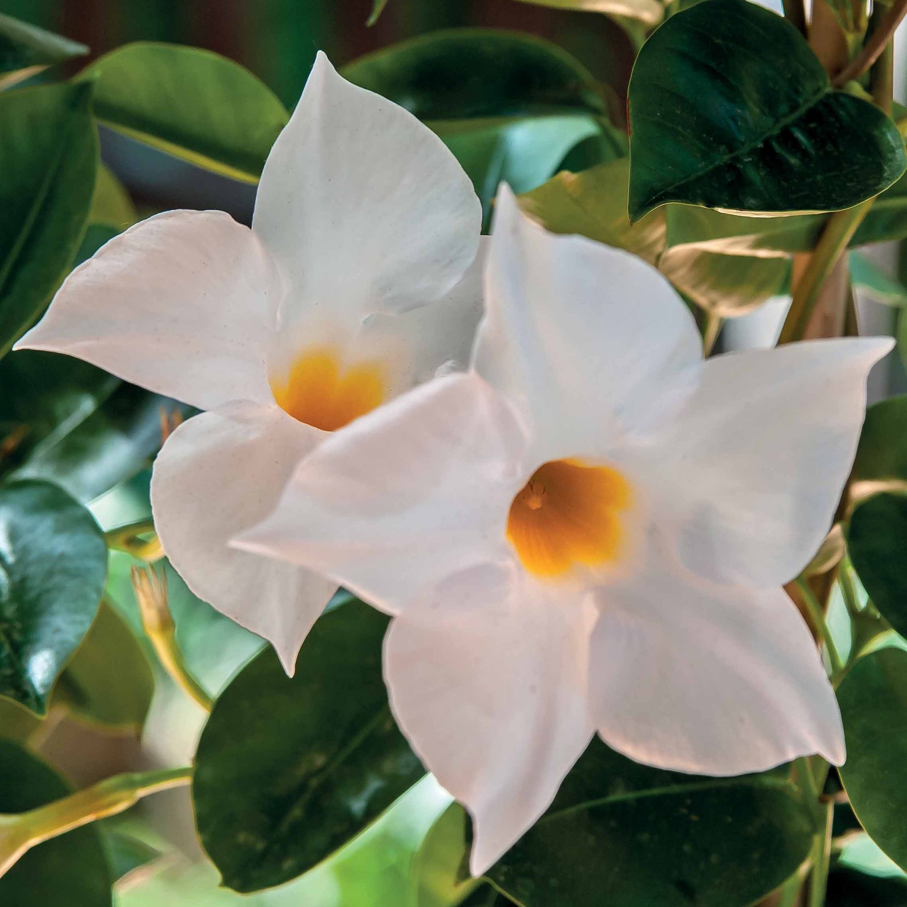 Jasmin du Brésil blanc - Dipladenia - Dipladenia - Plantes vivaces