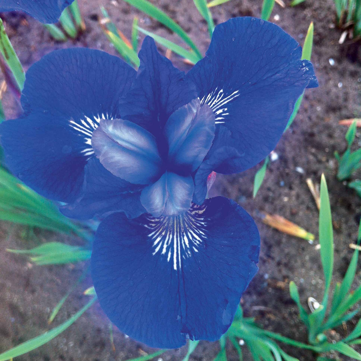 Iris de Sibérie Oiseau Bleu - Iris sibirica blue bird - Plantes