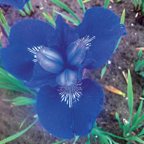 3 Iris de Sibérie Oiseau Bleu - Iris sibirica blue bird - Fleurs vivaces