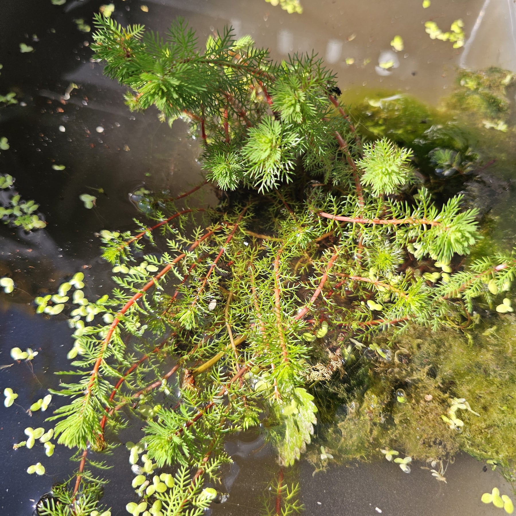 Plantes oxygénantes - Myriophyllum Red Stem - Myriophyllum rubricaule Red Stem