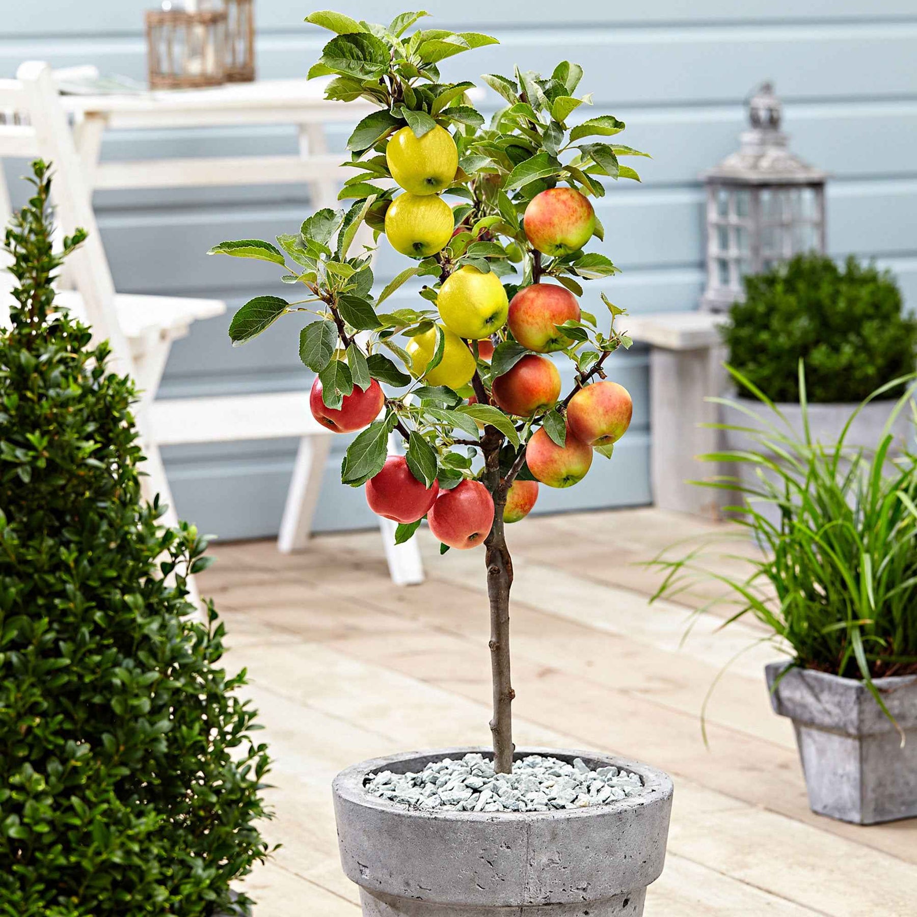 Arbre à Pommes En Cristal K9 - 18 Pommes Suspendues - Décoration Porte-bonheur - Cadeau élégant - 5