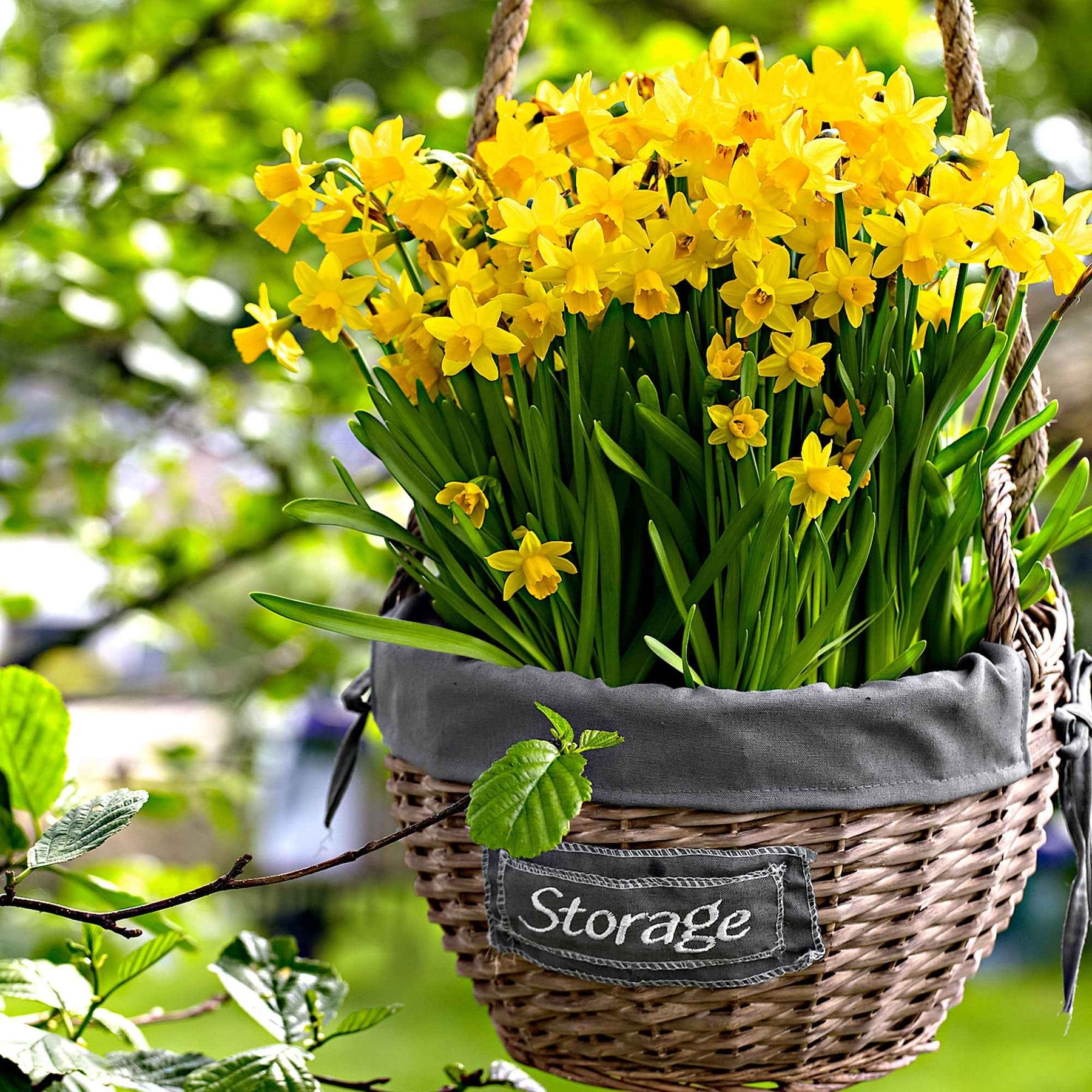 Narcisse - 10 Mini-narcisses Tête à Tête - Narcissus cyclamineus Tête à Tête