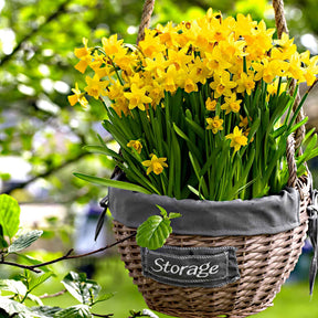 Narcisse - 10 Mini-narcisses Tête à Tête - Narcissus cyclamineus Tête à Tête