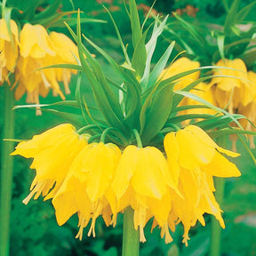 Couronne impériale jaune - Fritillaria imperialis