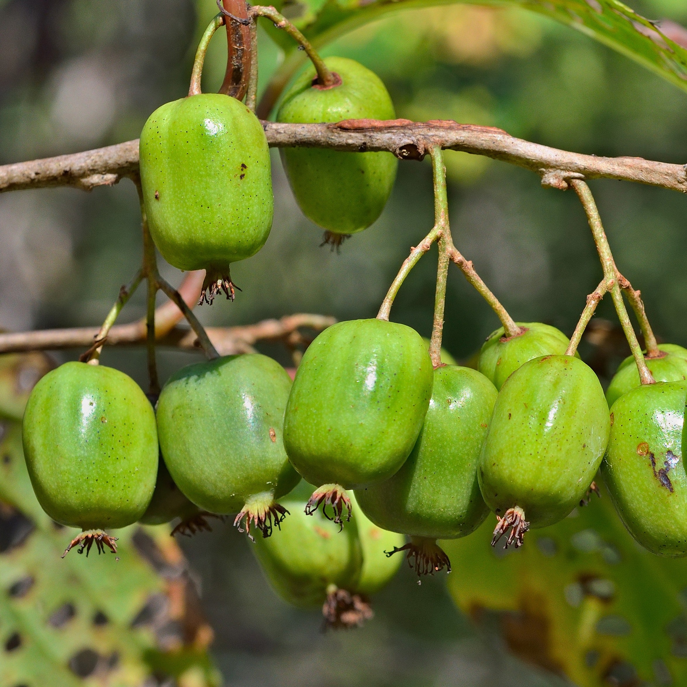 Plant Actinidia Mâle Weiki - Kiwi Rustique Pollinisateur, Grimpante, Résiste Jusqu'à -30°C, Pot 1L