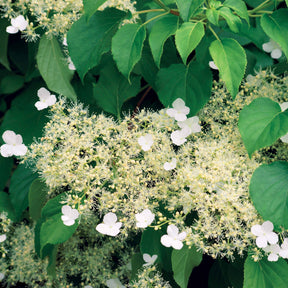 Vente Hortensia grimpant
