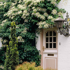 Vente Hortensia grimpant - Hydrangea anomala petiolaris