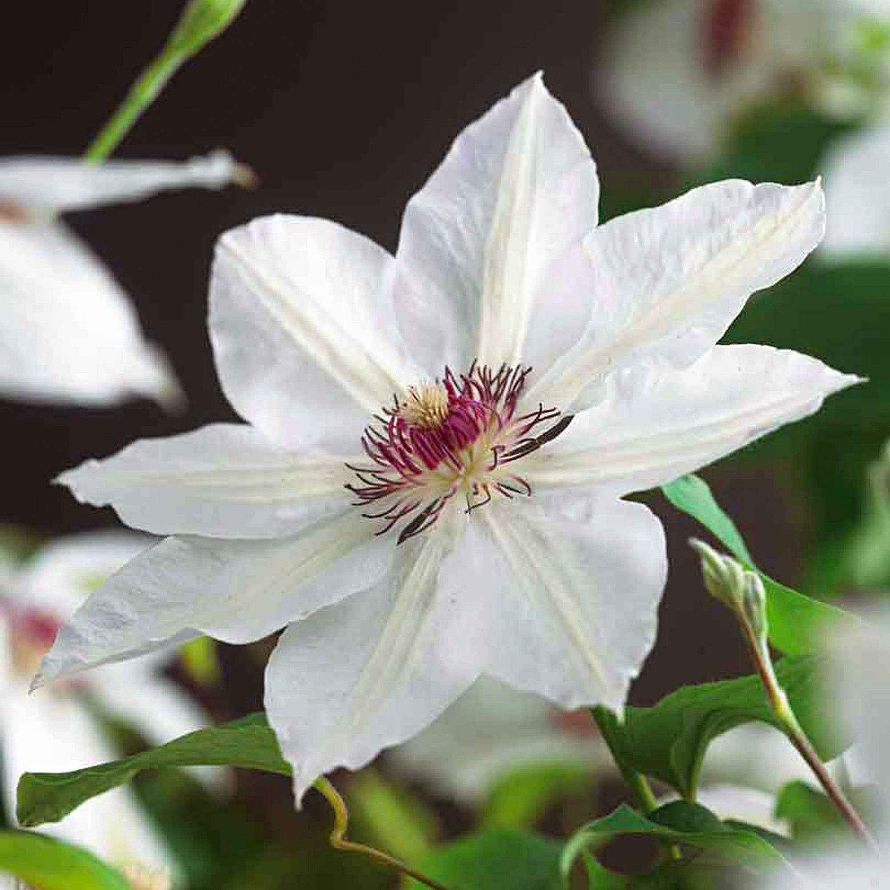 Clematis miss bateman - Clématite Miss Bateman - Clématites