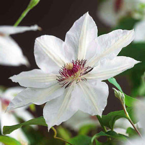 Clematis miss bateman - Clématite Miss Bateman - Clématites