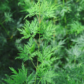 Erable du Japon Emerald Lace - Acer palmatum emerald lace - Arbustes