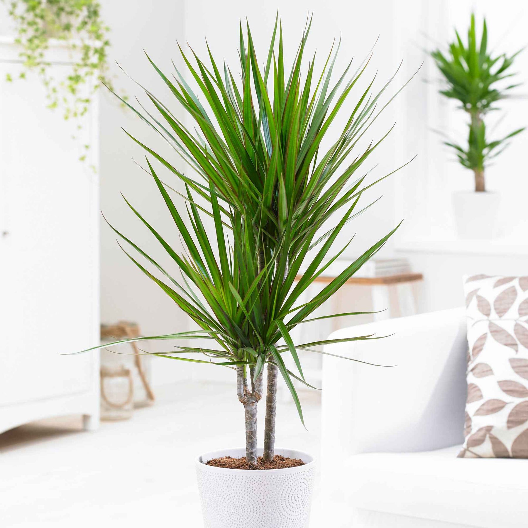 Dracaena - Dracaena marginata - Dracaena marginata