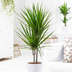 Dracaena - Dracaena marginata - Dracaena marginata