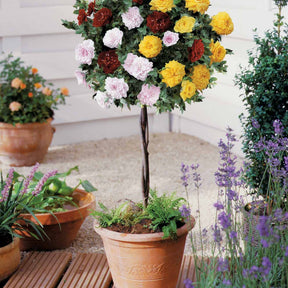Rosier tricolore sur tige Bombe parfumée - Willemse