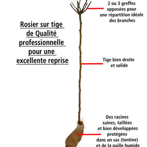 Rosier tricolore sur tige Bombe parfumée - Rosa (t) perfume bomb - Willemse