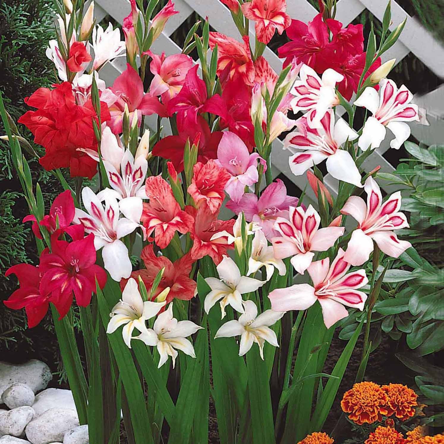 20 Glaïeuls nains en mélange - Gladiolus nanus - Plantes