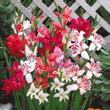 5 Bulbes De Glaïeul Nain (Nanus) - Mélange De Couleurs Variées, Hauteur 40-60 Cm, Floraison été - Idéal Bordures Et Rocailles - 9