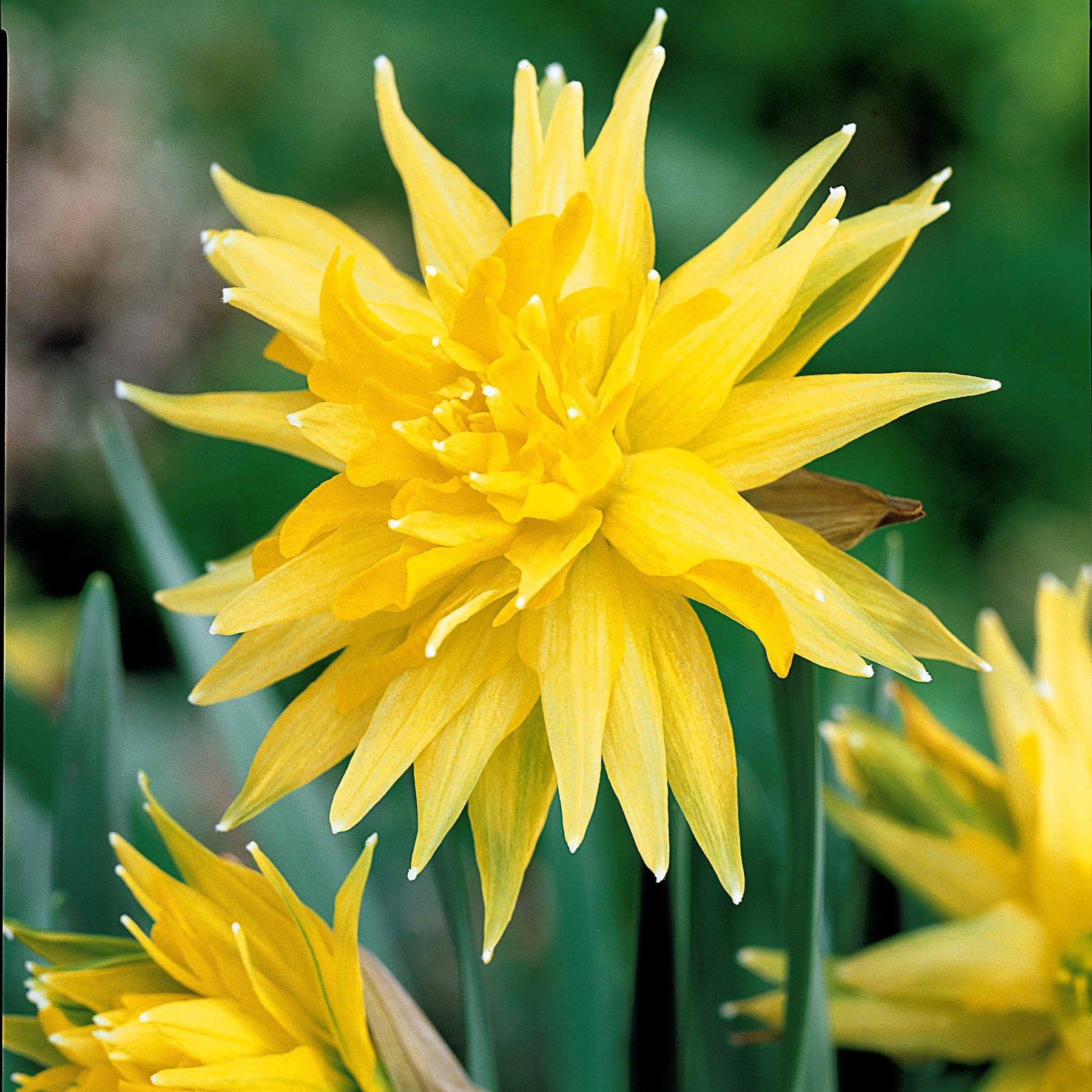 Mini-narcisse Rip van Winkle - Narcissus rip van winkle - Bulbes à fleurs