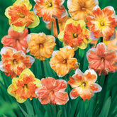 10 Narcisses à fleurs d'Orchidées en mélange - Willemse