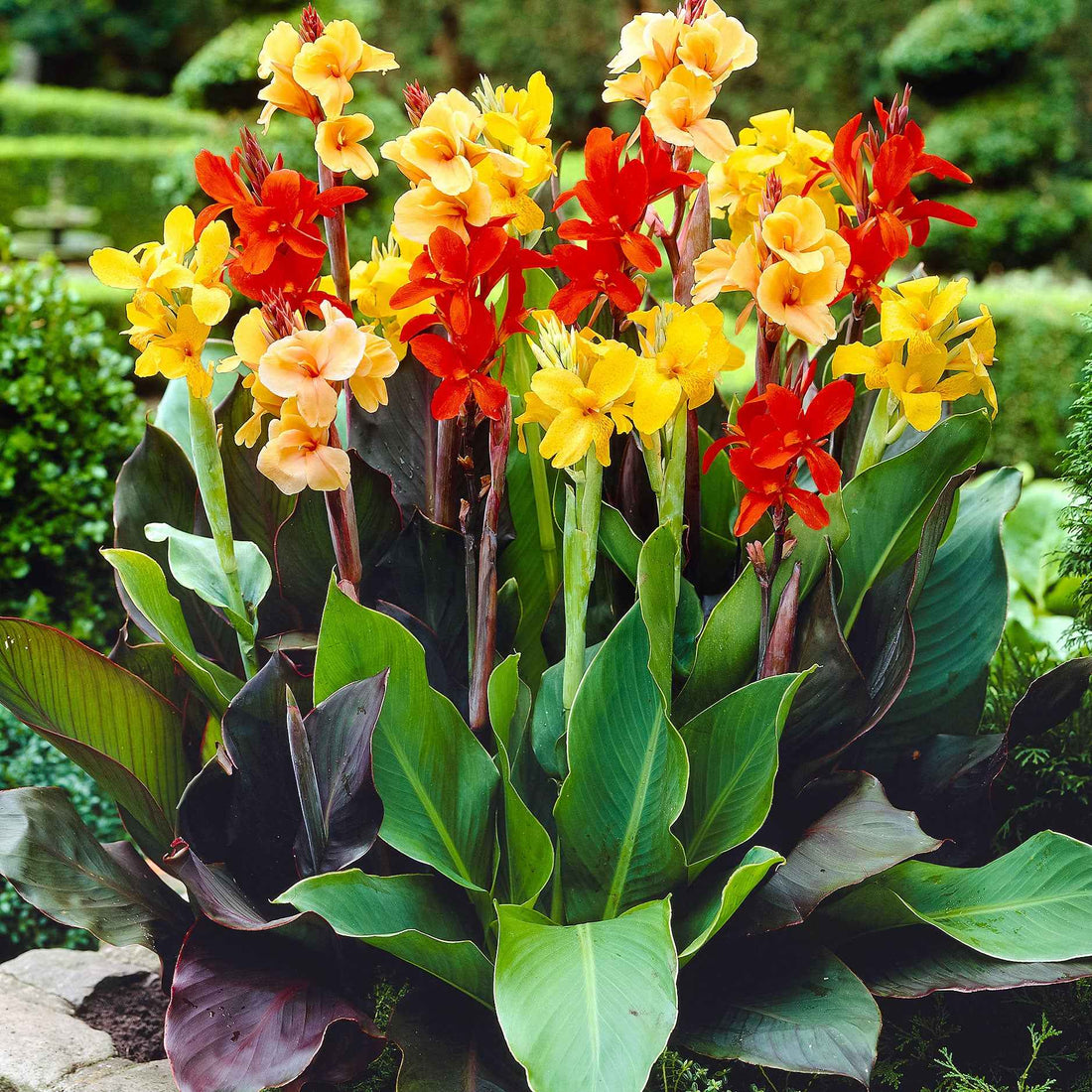 Bulbes 4 Cannas pour bordure en mélange Canna happy (emily, carmen — free download