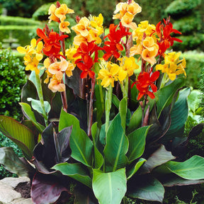 4 Cannas pour bordure en mélange - Canna happy (emily, carmen, wilma, cleo) - Willemse