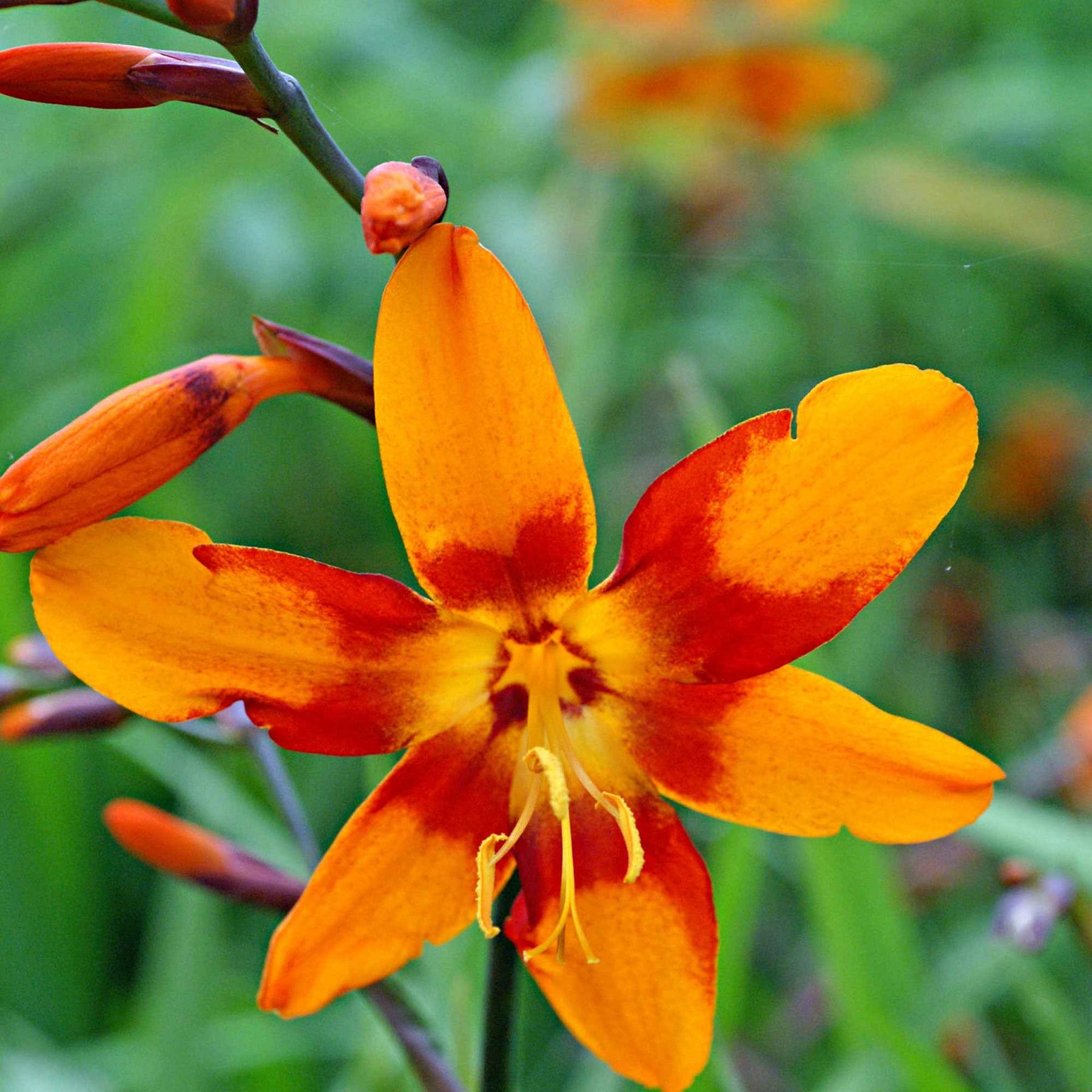 Crocosmia - Crocosmias Emily Mckenzie - Crocosmia Emily Mckenzie