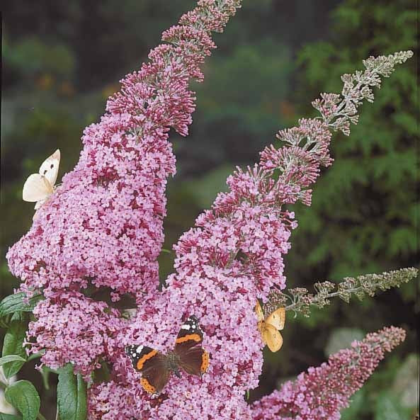 Arbre à papillons Pink Delight - Buddleja davidii pink delight - Plantes