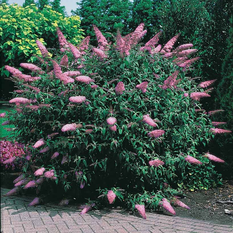 Arbre à papillons Pink Delight - Buddleja davidii pink delight - Arbustes