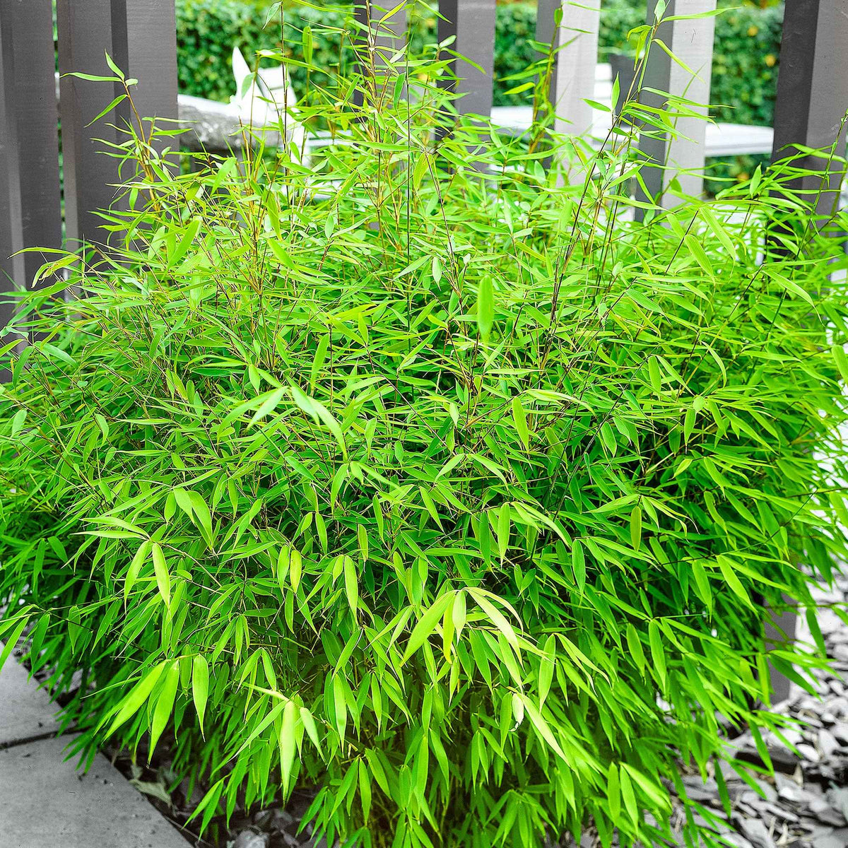 Bambou non-traçant - Bambou non invasif