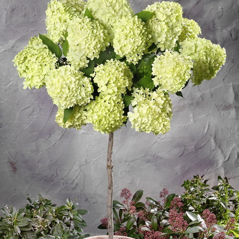 Hortensia paniculé Limelight ® sur tige - Hydrangea paniculata limelight ® - Plantes