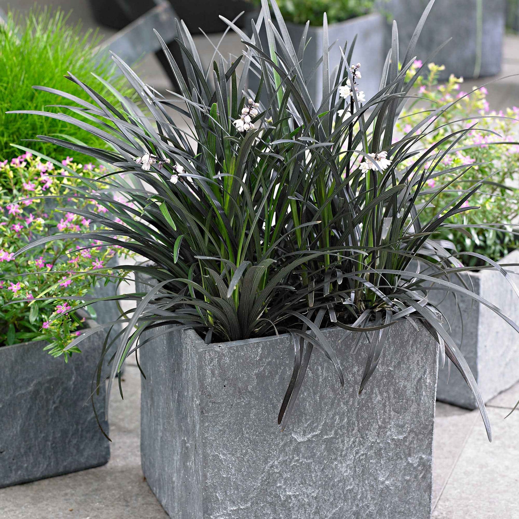 Ophiopogon noir Niger - Vivaces couvre-sol - Willemse
