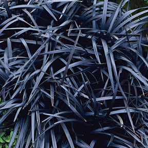 Vente Ophiopogon noir Niger - Vivaces couvre-sol